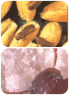 倉儲害蟲圖(tú)片2