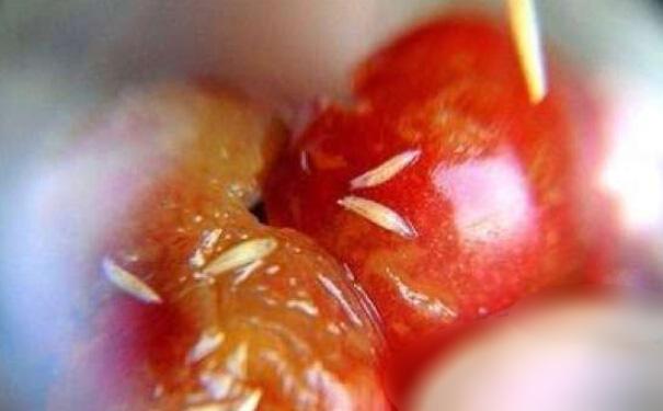 果蠅是怎麽來的?怎麽(me)消滅果(guǒ)蠅?