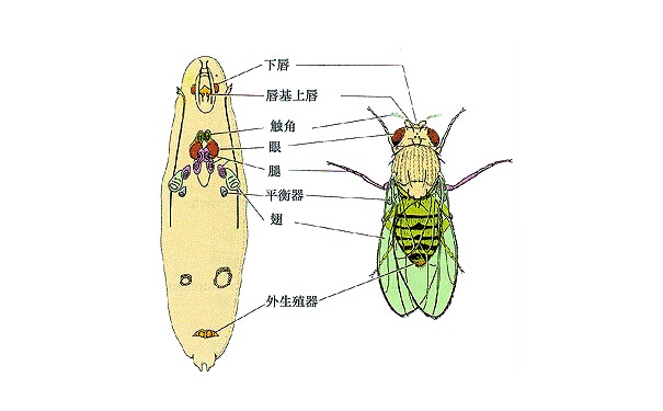 果蠅是怎(zěn)麽來的?怎麽消滅(miè)果蠅?
