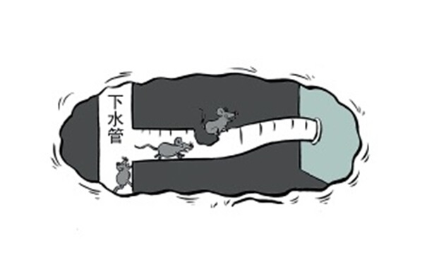 家裏有老(lǎo)鼠(shǔ)怎麽辦?怎(zěn)樣有效(xiào)的消滅老鼠?