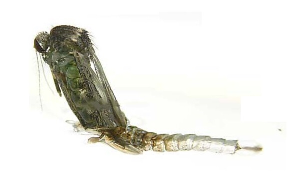 孑(jié)孓是什(shí)麽?水裏的秘密