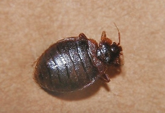 臭蟲有什麽危害?如(rú)何消滅臭蟲?