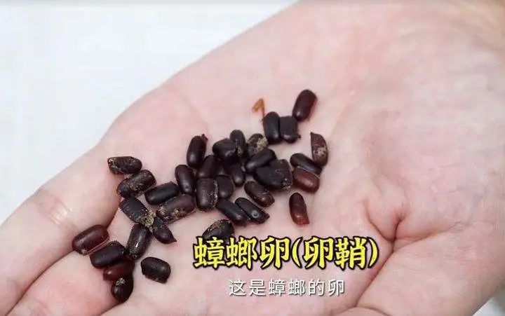 避免蟑螂半夜(yè)爬你床,4個要點迅速(sù)判斷屋內有沒有小強
