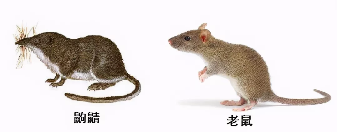 長的像老鼠的“小耗子(zǐ)”到底是什麽?還會用毒