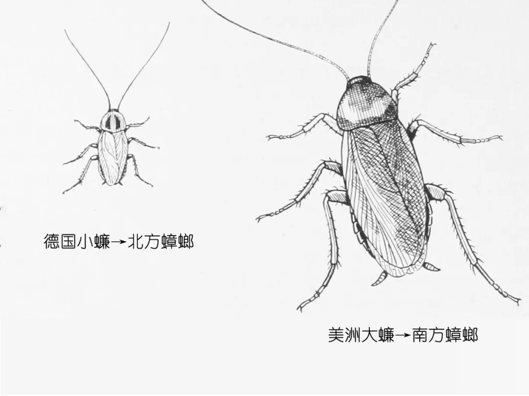 樓層(céng)這麽(me)高,為(wéi)什麽蟑螂仍(réng)能飛(fēi)簷走壁,寄居室(shì)內?