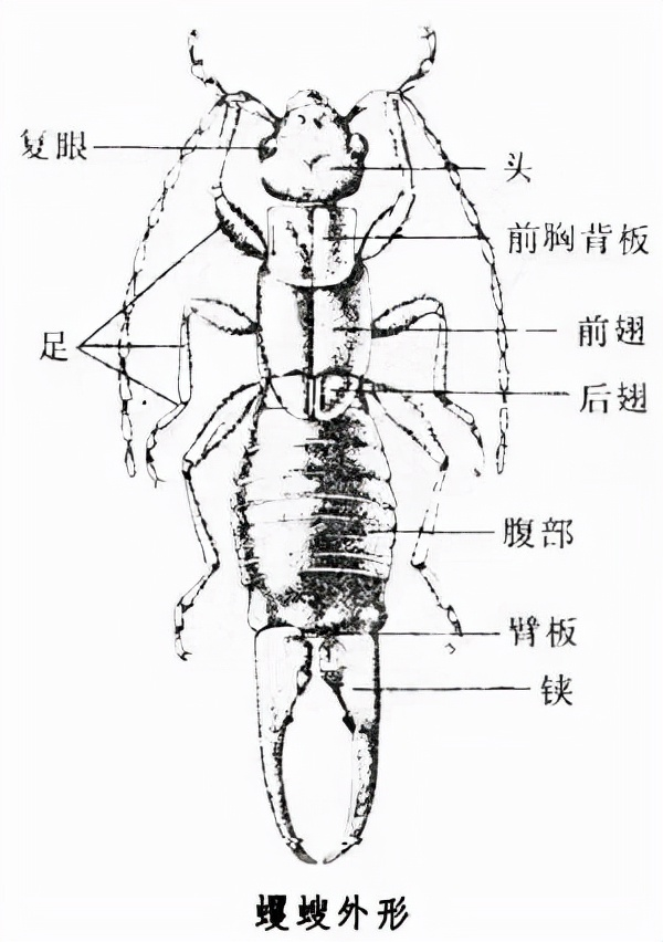 衛生間“耳蟲（chóng）”是（shì）從哪來的？怎麽將它（tā）們徹底消滅？