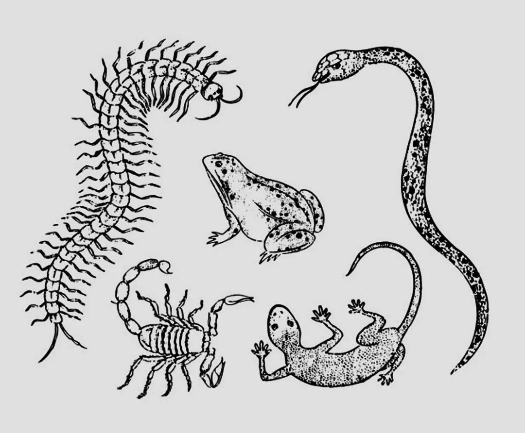 壁虎為(wéi)何被古人稱(chēng)為“五毒”之一?原來是它“深藏不露”