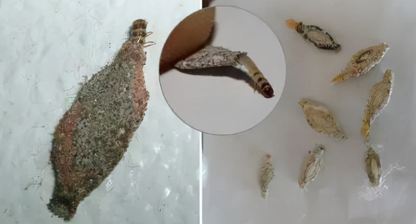 家裏有衣蛾一定有窩嗎？如何去（qù）除衣蛾