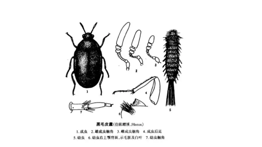 家裏總出現這種(zhǒng)黑色(sè)硬殼小蟲子,為什麽?