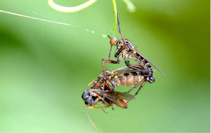 看著像個大蒼蠅(yíng),其實不是大蒼蠅(yíng),空戰之王食蟲虻