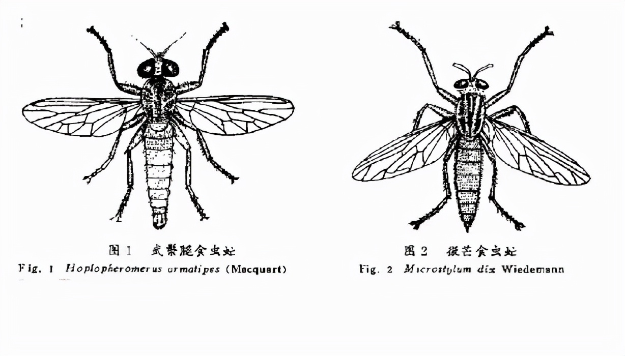 看著像個大蒼蠅,其實不(bú)是大蒼蠅,空戰之王食蟲虻