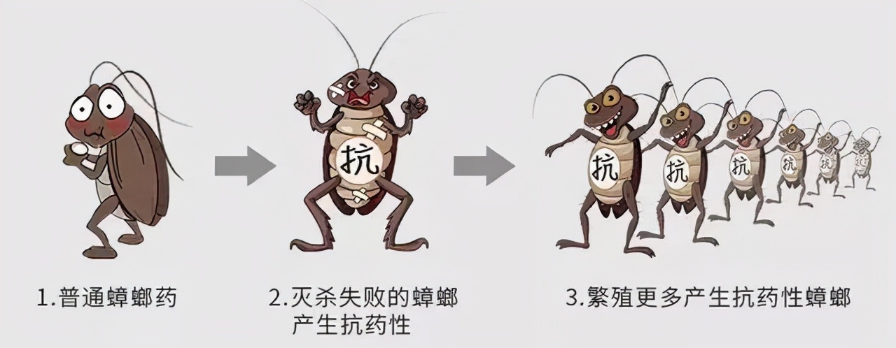 蟑螂到底能(néng)不能用腳踩?踩完之後腳底會不會有蟲卵?